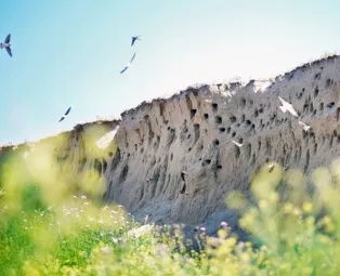 Photograph of swallows flying in and out of cavities in a hill side.