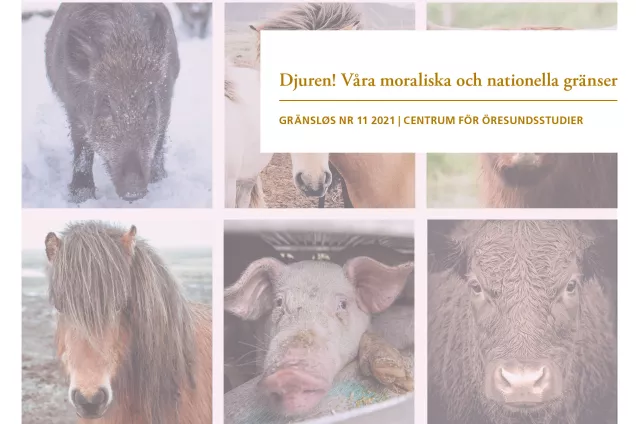 Ett collage av fotografier på oxar, grisar och hästar.