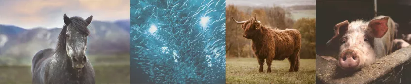 Ett montage av fyra bilder: en bild på en häst som tittar rakt fram; en bild på ett fiskstim fotograferat underifrån; en bild på en oxe tagen från sidan och en bild på en gris bakom ett trästaket